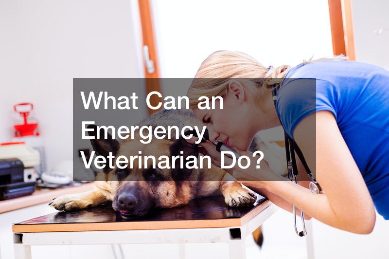What Can an Emergency Veterinarian Do?