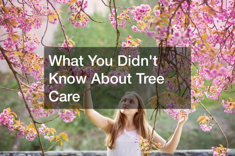What You Didnt Know About Tree Care