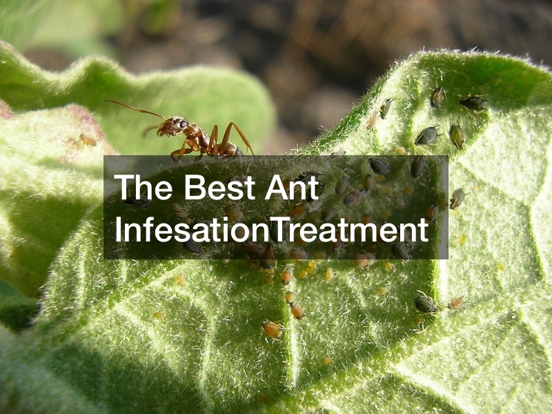 The Best Ant InfesationTreatment