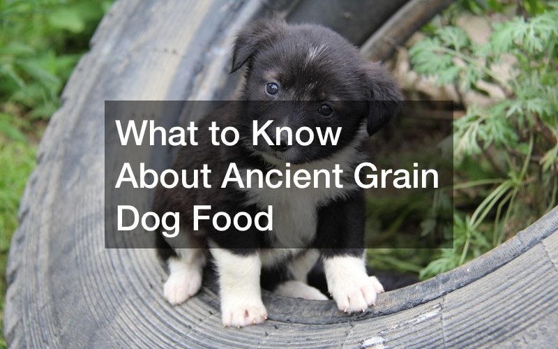 What to Know About Ancient Grain Dog Food