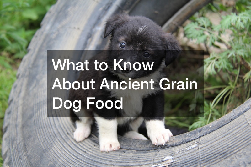 What to Know About Ancient Grain Dog Food